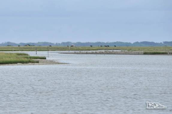 Um rebanho de gado pasta na área do Parque Nacional da Lagoa do Peixe, no sul do Rio Grande do Sul, entre a Lagoa dos Patos e o Oceano Atlântico